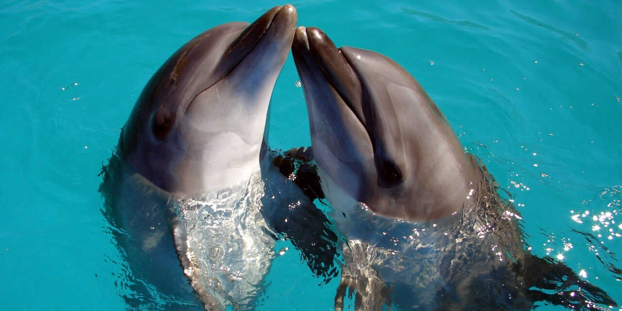 Von Delphinen lernen